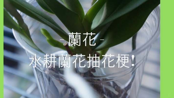 花呗借款怎么操作