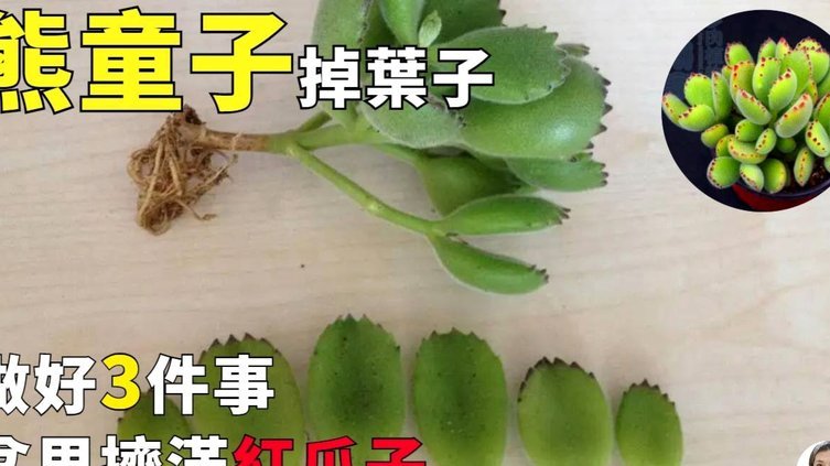得物余额怎么花？深度解析使用技巧与隐藏功能