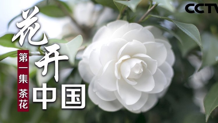 花呗套取现金会被发现吗