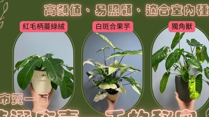 从情绪炒作到资产管理：潮品收藏的周期变现逻辑