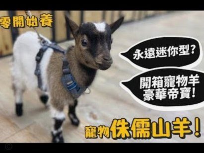 羊小咩购物额度能提现吗