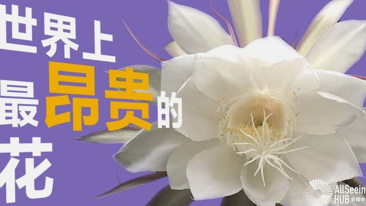 花呗额度券如何影响可用额度？