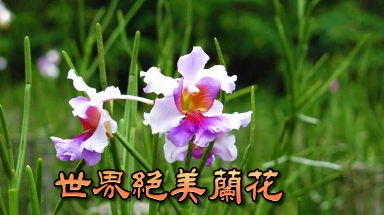 海鸥花呗平台是真的吗