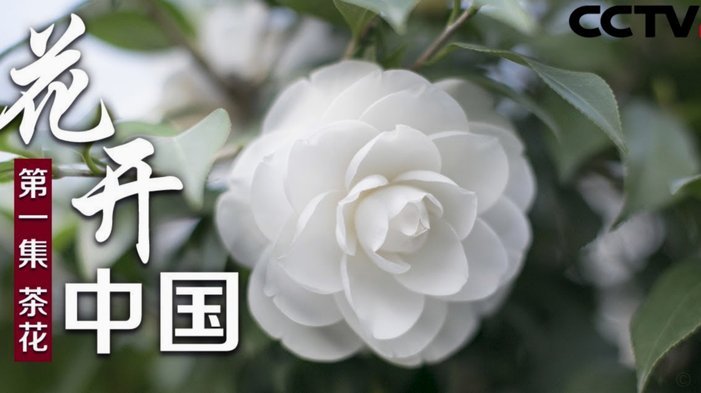 花呗商家退款怎么处理