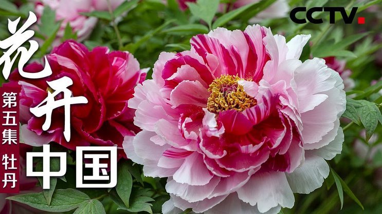 花呗提现攻略：2021年实用指南