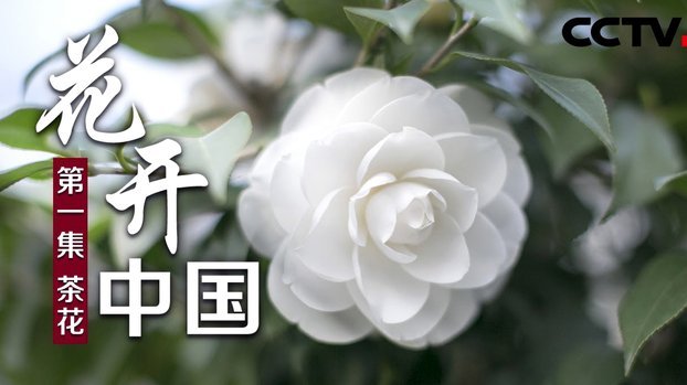 花呗怎么套出来现金2021