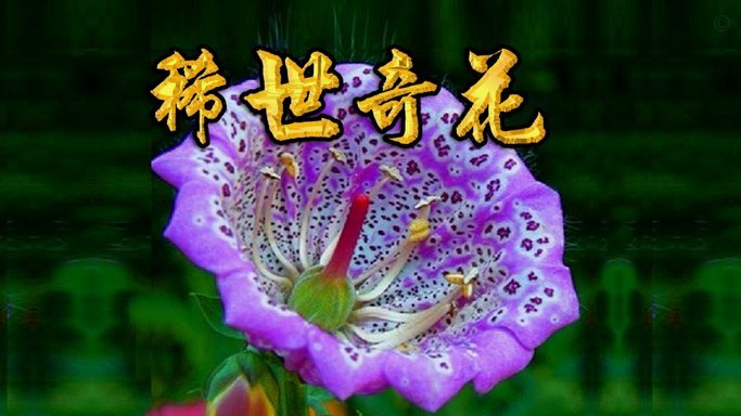 2021怎么套花呗